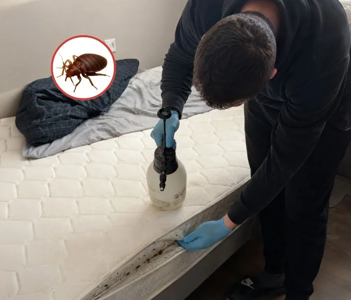 Technicien traitant un matelas contre les punaises de lit à Villiers-Saint-Georges